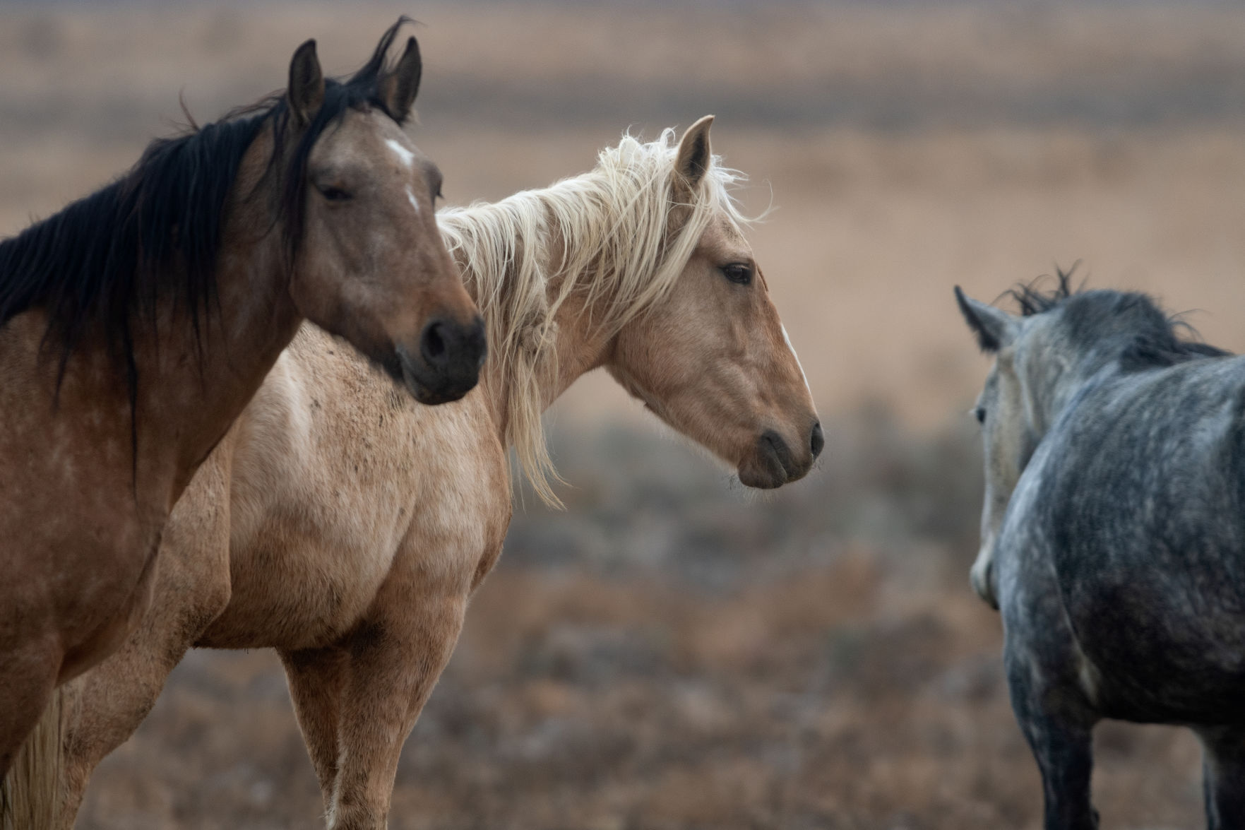 BLM releases 11 horses back into the wild